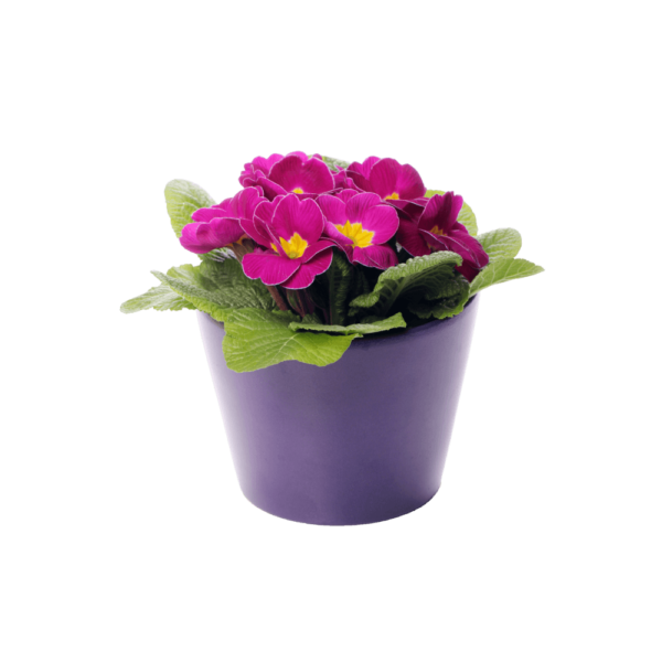Forever Love Flower - Image 2